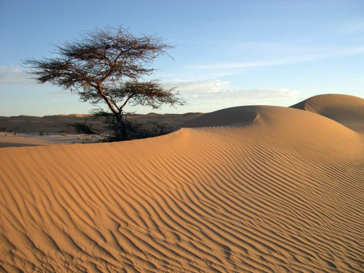 Il parco nazionale del Banco di Arguin - Désert Mauritanie