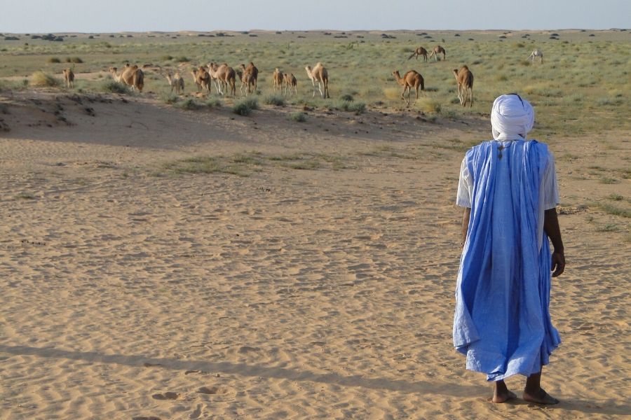Person shepherd in Mauritania